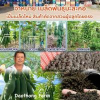 ราคา เมล็ดพันธุ์มะละกอ ของแท้จากสวน แขกดำ ดำเนิน ฮอลแลนด์ ฮาวาย แขกนวลดำเนิน มะละกอส้มตำ (1731985160468662377)