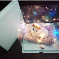 ราคา ตุ๊กตาน้องแมวน้องหมาพร้อมกล่องของขวัญสุดน่ารัก กล่องของขวัญพร้อมตุ๊กตา ของขวัญวันเกิดสุดน่ารัก วันเกิด ครบรอบ (1729437951312955992)