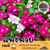 ราคา 5 แถม 1 เมล็ดดอกแพงพวย (คละสี) เมล็ดแท้ ปลูกง่าย อัตรางอกสูง (1729808803272820801)