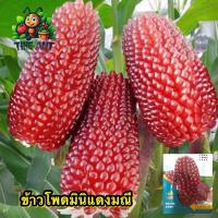 ราคา (ซื้อ1แถม4)ข้าวโพดมินิแดงมณี ซองละ 50-60เมล็ด เมล็ดพันธุ์ราคาถูก เมล็ดพันธุ์ออร์แกนิค เมล็ดพันธุ์หายาก เมล็ดพันธุ์นำเข้า เมล็ดพันธุ์ผัก สวนผัก ชุดปลูกผัก (1730035235589163793)