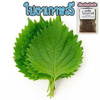 ราคา ใบงาเกาหลีชิโสะสีเขียว Green Shiso เมล็ดพันธุ์สำหรับปลูก (1729697133408127419)