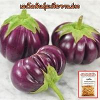 ราคา มะเขือจานม่วง เมล็ดพันธุ์สำหรับปลูก 40-100 เมล็ด (1729697118628383163)