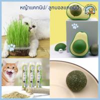 ราคา แคทนิปแมว 3 แบบ ลูกบอลทูบกีวี ของเล่นแมวฟินปลอดภัยจากธรรมชาติ พร้อมอาหารเสริมสำหรับแมว (1731686762961340181)