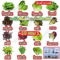 ราคา ผักสลัดอินทรีย์ 20-300 เมล็ด มีคู่มือการปลูก เมล็ดพันธุ์ ฟินเลย์ กรีนคอส กรีนโอ๊ค มินิคอส ผักกาดแก้วห่อ (ซื้อ 10 แถม 1 คละได้) (1730928357828036608)
