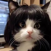 ราคา วิกผมแมวสัตว์เลี้ยง, สไตล์บ๊อบ, หน้าม้า, สีทอง, สามหน้าอกของเครื่องประดับผมเดียวกัน, เหมาะสำหรับสุนัขและแมว (1731591151590344909)