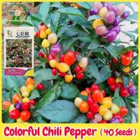 ราคา เมล็ดบอนสี เมล็ดพันธุ์พริก7สี เมล็ดพริกสีรุ้ง Bonsai Rainbow Chili Pepper Seeds - 40เมล็ด พริกประดับเจ็ดสี เมล็ดพันธุ์ เมล็ดพันธุ์พืช เมล็ดพันธุ์ผัก เมล็ดผัก เม็ดผัก ผักสวนครัว Pepper Vegetable Plants