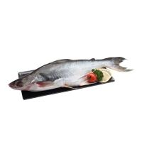 ราคา ปลาสวาย ขนาด 700-1200 ก. / ตัว (0212639)