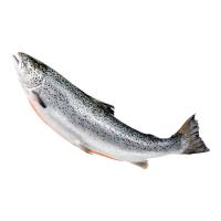 ราคา วี อาร์ เฟร็ช ปลาแซลมอนนอร์เวย์สด (0254371)