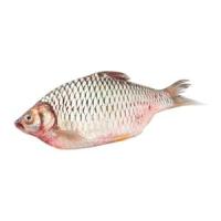 ราคา ปลาตะเพียน ขนาด 500-700 ก. ตัวละ (0213336)