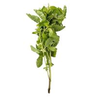 Holy Basil