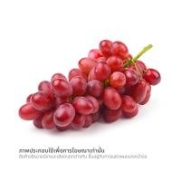 ราคา วี อาร์ เฟร็ช องุ่นแดงนอก ออสเตรเลีย GSA (0258667)