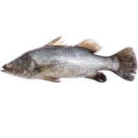 ราคา ศิริคุณปลากะพงขาว 700ถึง800กรัมต่อตัว(C Sirikhun Giant Seabass 700to800g. per pcs.(C (48546041)