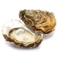 ราคา ธรรมชาติหอยนางรมฟินเดอร์แคร์(C Thammachart Fine de Claire Oyster(C (212447000004)