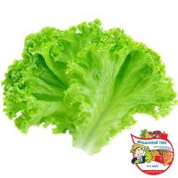 ราคา ดร.ผักกาดหอม 150กรัม(C Dr.Lettuce 150g.(C (33435046)