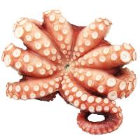 ราคา ธรรมชาติปลาหมึกทาโกะ(C Thammachart Octopus Tako(C (217633000004)