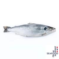 ราคา ธรรมชาติปลาแซลมอนนอร์เวย์สดทั้งตัว 4ถึง5กก.ต่อตัว(C Thammachart Fresh Whole Norwegian Salmon 4to5kg. per pcs.(C (32103021)