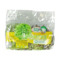 ราคา ซุปเปอร์เฟรชกรีนและเรดคอรัลอินไซค์ซาลาโนวา Super Fresh Incised Leaf Green and Red Coral Salanova (8859049300730)