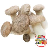 ราคา ดร.เห็ดเออริงกิ 150กรัม(C Dr.Eryngii Mushroom 150g.(C (33443027)