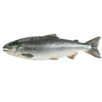 ราคา ปลาแซลมอนสดนอร์เวย์มีหัว(B Norwegian Fresh Salmon(B (216168000008)