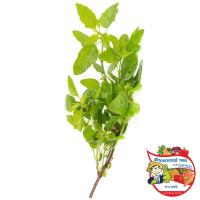 ราคา ดร.ใบกระเพรา 50กรัม(C Dr.Holy Basil 50g.(C (38692062)