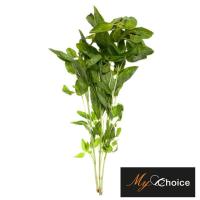 ราคา มายช้อยส์กระเพราออร์แกนิค 50กรัม My Choice Organic Holy Basil 50g. (30768055)