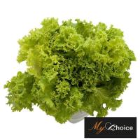 ราคา มายช้อยส์ผักกาดหอมเกรดพิเศษ 150กรัม My Choice Looseleaf Lettuce Special 150g. (30068025)