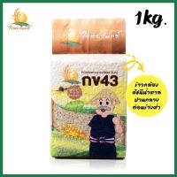 ราคา ข้าวกล้อง กข43 แท้ 100 บรรจุ 1 กก ตราไร่พระจันทร์ moonricefarm ข้าวกล้องกข43 ข้าวกข43 ดัชนีน้ำตาลต่ำ 泰国大米品种编号43 RD43 Rice varietie Low GI ปลูกโดยวิถีธรรมชาติ (687832626)