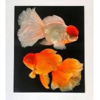 ราคา รูปภาพมงคล เสริมฮวงจุ้ย ภาพแต่งบ้าน รูปภาพติดผนังภาพปลาเงินปลาทองคู่เสริมโชคลาภธุรกิจการค้าการเงิน ขนาดภาพ 16x20 นิ้ว หรือ 41 cm x 51 cm (1332380372)