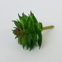 ราคา PhaFlower ไม้อวบน้ำปลอม กุหลาบหินจิ๋ว แคคตัส Cactus (1360304060)