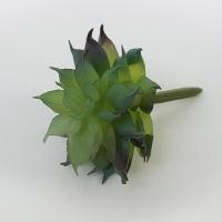 ราคา PhaFlower ไม้อวบน้ำปลอม กุหลาบหินจิ๋ว แคคตัส Cactus (1360304061)