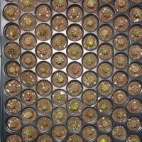 ราคา กระบองเพชร(ยิมโนเชื้อด่าง) (3014460539)