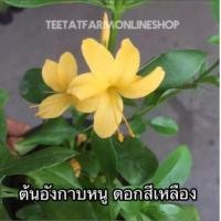 ราคา ต้นอังกาบหนู ดอกสีเหลือง เป็นต้นพันธุ์พร้อมปลูก เป็นสมุนไพรไทยพื้นบ้าน อังกาบหนู เป็นสมุนไพรท้องถิ่น มีชื่อเรียกแตกต่างกันไป (725736104)