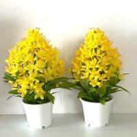 ราคา โปรโมชั่น ดอกรวงผึ้ง ทรงพุ่ม ดอกไม้ประจำรัชกาล ที่ 10 ดอกไม้ประดิษฐ์ ราคาถูก พุ่ม พุ่มเงิน พุ่มทอง พานพุ่มเงินทอง (6366330889)