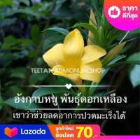 ราคา ต้นอังกาบหนู พันธุ์แท้ 100 เขาว่าช่วยลดอาการปวดมะเร็งได้ เป็นสมุนไพรไทยพื้นบ้าน ใบหนา มีดอกสีเหลือง มีหนามคม จัดส่งพร้อมกระถาง 6 นิ้ว (13374496079)