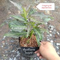 ราคา ว่านมหากาฬ มหากาฬ สมุนไพรโบราณ สารประโยชน์ ส่งพร้อมกระถาง สวนลุงแท็ค (14783582633)