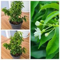 ราคา ต้นโมกแคระ กระถาง 6 นิ้ว (13017688758)