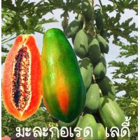 ราคา เมล็ดมะละกอ เรดเลดี้ กินสุกหวานหอม 30 เมล็ด (14208998438)