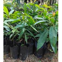 ราคา ต้นชะมวง ใบชะมวงใต้ ต้นกล้า (1178002258)