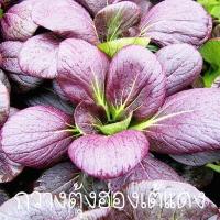 ราคา กวางตุ้งฮ่องเต้แดง ถูกที่สุด10บ เมล็ดพันธุ์กวางตุ้งฮ่องเต้แดง50 200เมล็ด งอกง่าย โตไว ทานอร่อย (12967773093)