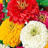 ราคา บานชื่นซ้อน คละสี ถูกที่สุด10บ เมล้ดพันธุ์บานชื่นซ้อน20 เมล็ด งอกง่าย ดอกสวย ทนต่อโรคและแมลง (12692570586)