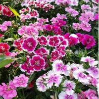 ราคา ดอกผีเสื้อ คละสี ถูกที่สุด 10บ เมล็ดพันธุ์ดอกผีเสื้อคละสี 30 เมล็ด ดอกสวย งอกง่าย โตไว พุ่มใหญ่ (12974392348)