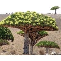ราคา เมล็ดพันธุ์ จันผาเลือดมังกร Dragon Blood Tree Dracaena Draco บรรจุ 2 และ 6 เมล็ด (7690853629)