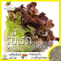 ราคา เมล็ดพันธุ์ ผักสลัด รูบี้เรด 1000 เมล็ด Ruby Red Lettuce Seed เมล็ดพันธุ์แท้100 นำเข้าจากต่างประเทศ ปลูกผัก สวนครัว ถูก (3633346960)