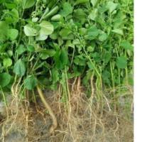 ราคา ต้นกัญชาแมวหรือตำแยแมวแบบล้างราก30ต้น60บาทแถม2ต้น (12235139072)