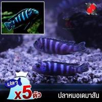 ราคา ปลาหมอเดมาสัน Demanson s Cichlid ปลาสวยงาม สีสวย สมบูรณ์แข็งแรง คัดเกรดA ไซส์ 6 5cm 5ตัว รับประกันสินค้าเสียหาย (14881531434)