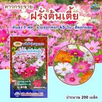 ราคา เมล็ดดอกดาวกระจายฝรั่งต้นเตี้ย Dwarf Cosmos ตราภูเขาทอง เมล็ดดอกดาวกระจายฝรั่ง เมล็ดดอกดาวกระจาย เมล็ดดอกไม้ (1332262466)