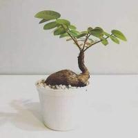 ราคา Phyllanthus Mirabilis ไม้มงคลหายาก มะยมเงินมะยมทอง ไม้โขดเสริมบารมี เรียกทรัพย์ นำโชค (7417370766)