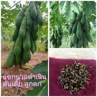 ราคา เมล็ดพันธ์มะละกอแขกนวลดำเนิน 3 g 150 เมล็ด เมล็ดมะละกอ มะละกอแขกนวลดำเนิน แขกนวล เมล็ดพันธ์มะละกอ papaya seeds (10055557976)