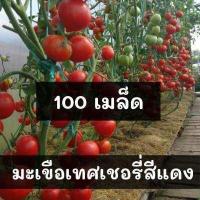 ราคา เมล็ดพันธุ์ มะเขือเทศเชอรี่ สีแดง Red Cherry Tomato เมล็ดพันธุ์นำเข้าแท้ 100 นำไปขยายพันธุ์ต่อได้ ไม่กลายพันธุ์ (7902213901)