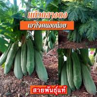 ราคา เมล็ดมะละกอ แก้วกลางดง ต้นเตี้ยลูกดก 30 เมล็ด (14208912217)